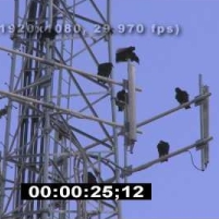 7 Million Birds Die in U.S. and Canada Each Year because of Communication Towers