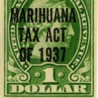 Marijuana Growers Voted against Legalization