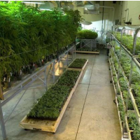 Obama Administration Ends 16-Year Rule Forcing Non-Federally-Funded Marijuana Research to be Approved by Government