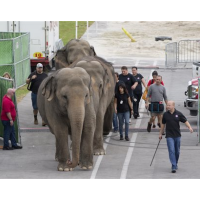 Ringling Elephants Given Early Retirement in Wake of Circus Animal Cruelty Concerns