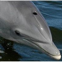 Navy to Employ Dolphins and Sea Lions to Protect Submarine Base