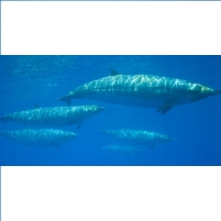 Fisheries Service Gives Navy Permission to Kill or Harm 27 Species in Pacific Training