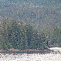 Obama Administration Approves Logging in Roadless Area