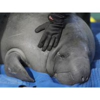 Florida Manatees Dying at Record Pace