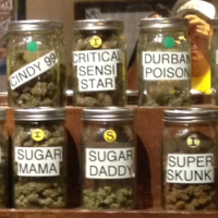 Colorado Considers Organic Labels for Marijuana Sales