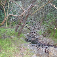 5 Minutes Exercise in Nature Boosts Mental Health