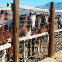Rebellious Ranchers Round Up Federally Protected Wild Horses