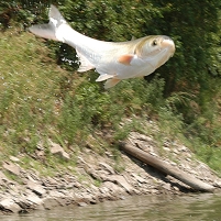 5 States Sue Federal Government over Fish Invasion