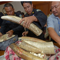 U.S. Bans Commercial Trade of Ivory Goods in Effort to Stem Slaughter of African Elephants