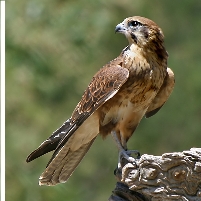 Afghan Air Base Under Attack...From Birds