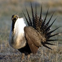 Lawsuit Seeks Tighter Oil Drilling Restrictions to Protect Endangered Sage Grouse