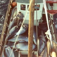 More Than Half of Tuna Species Endangered, but Overfishing Continues