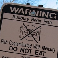 Quarter of All Fish in U.S. Contain Unsafe Levels of Mercury
