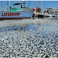 Mass Die-Offs of Birds and Fish on the Rise