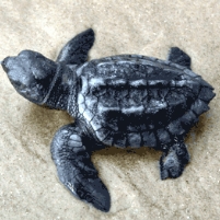 Gulf of Mexico Turtle Autopsies Closed to Public