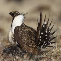 Pentagon Officials Counter Republican Claims that Bird Species Protections Hamper U.S. Military Readiness