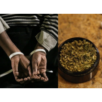 U.S. Marijuana Arrests Outnumber Those for Violent Crimes