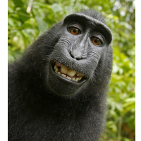 Federal Judge Denies Monkey Copyright to Its Own Selfies