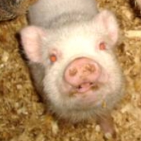 Creating Mini-Pigs for Human Organ Transplants