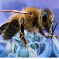 Mass Honeybee Deaths Linked to Insecticide