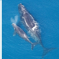 Government Saves the Whales…within 20 Miles of East Coast