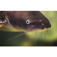 3 Different Federal Agencies do Catfish Inspections…and Other Examples of Government Waste
