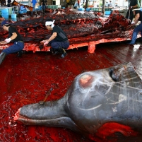 Japan Accused of Trading Money and Sex for Whaling Votes