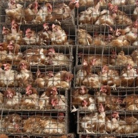 Missouri Sues California over Chicken Caging Law