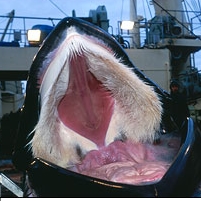 Japan Using Disaster Aid Funds to Protect Whaling against Protests