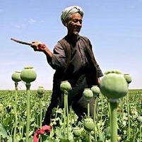 Afghan Opium Kills More Westerners than the Fight against the Taliban