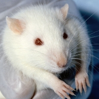Iran Launches Rat and Worms into Space