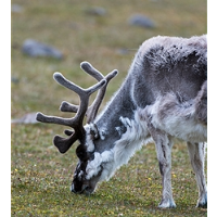 Gift from Santa: Grazing Reindeer Contribute to Fight against Climate Change