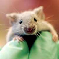 30% of Drugs that Work on Animals Don't Work on Humans