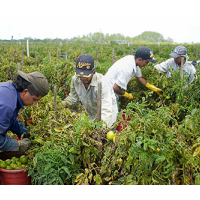 California Running out of Workers Willing to Toil at Miserable Farm Jobs for Lousy Pay