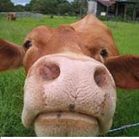 To Fight Global Warming, Eat Less Corn and More Flaxseed…If You’re a Cow