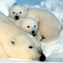 Good News for Polar Bears…Bad News for Oil Companies