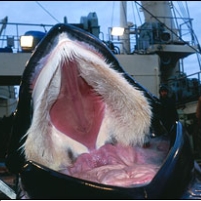 Japanese Whaling Haul Thwarted by Anti-Whaling Activists
