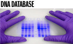 Police May Take DNA Sample without Warrant after Arrest, Supreme Court Rules in Unusual Split Decision