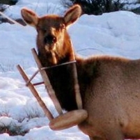 Drunken Elk Suspected of Murder after Victim’s Husband Spent 10 Days in Jail