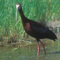 ExxonMobil Pleads Guilty to Killing Migratory Birds, Pays 20 Minutes of Income