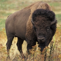 Park Service Prepares to Kill Hundreds of Wild Bison; Montana Governor Grants Reprieve