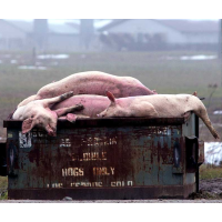 As Piglets Die, Pork Industry Clashes with Environmentalists over Burial Methods