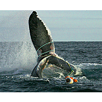 Obama Administration Orders Foreign Fish Importers to Meet U.S. Dolphin and Whale Protection Standards