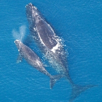 Fisheries Agency Clashes with Navy and Supreme Court over Killing of Whales
