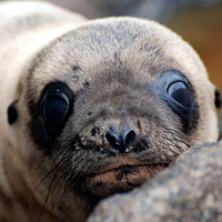 Mystery of Sick Sea Lion Pups Washing Ashore for Third Straight Year