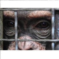 Most Chimpanzee Research No Longer Necessary