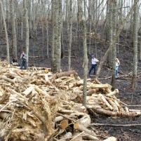 Timber, Beef and Off-Road Vehicle Industries Accuse Forest Service of Paying Too Much Attention to Scientists