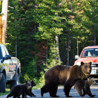 Federal Panel Says Yellowstone Grizzly Bears No Longer Need Protection