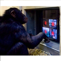 First Movie Made by Chimpanzees to be Shown on BBC-TV