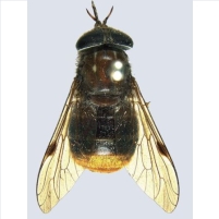 Researchers Name Horse Fly Species after Beyoncé
